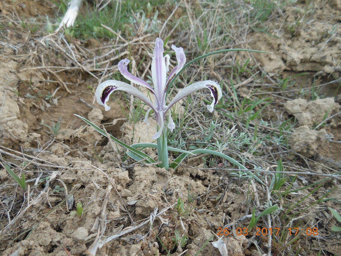 Изображение особи Juno narynensis.