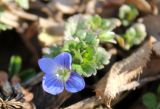 Veronica persica