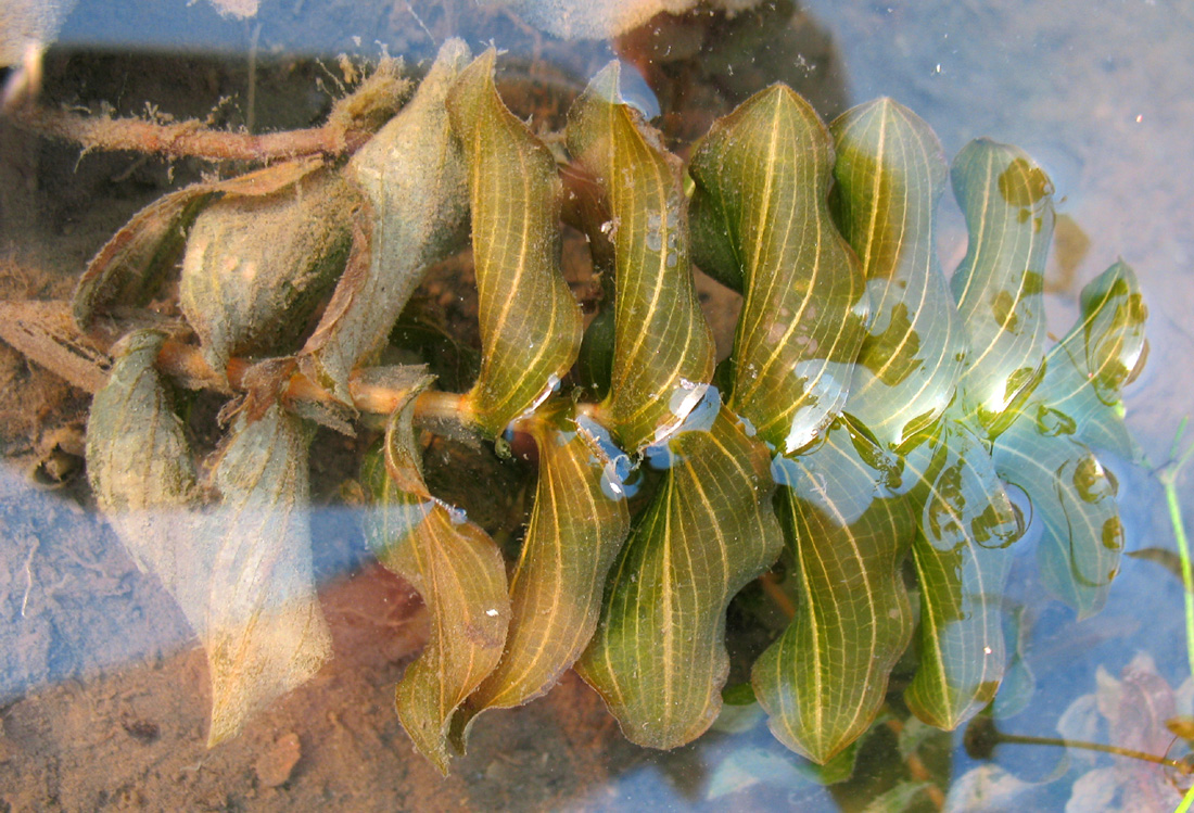 Image of Potamogeton perfoliatus specimen.