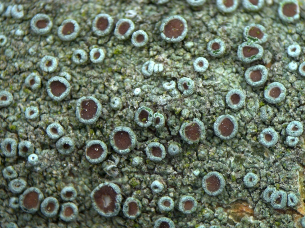 Image of Lecanora chlarotera specimen.