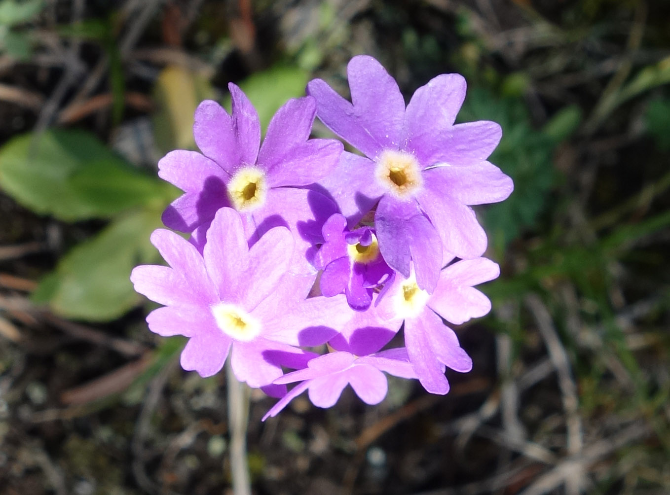 Image of Primula algida specimen.