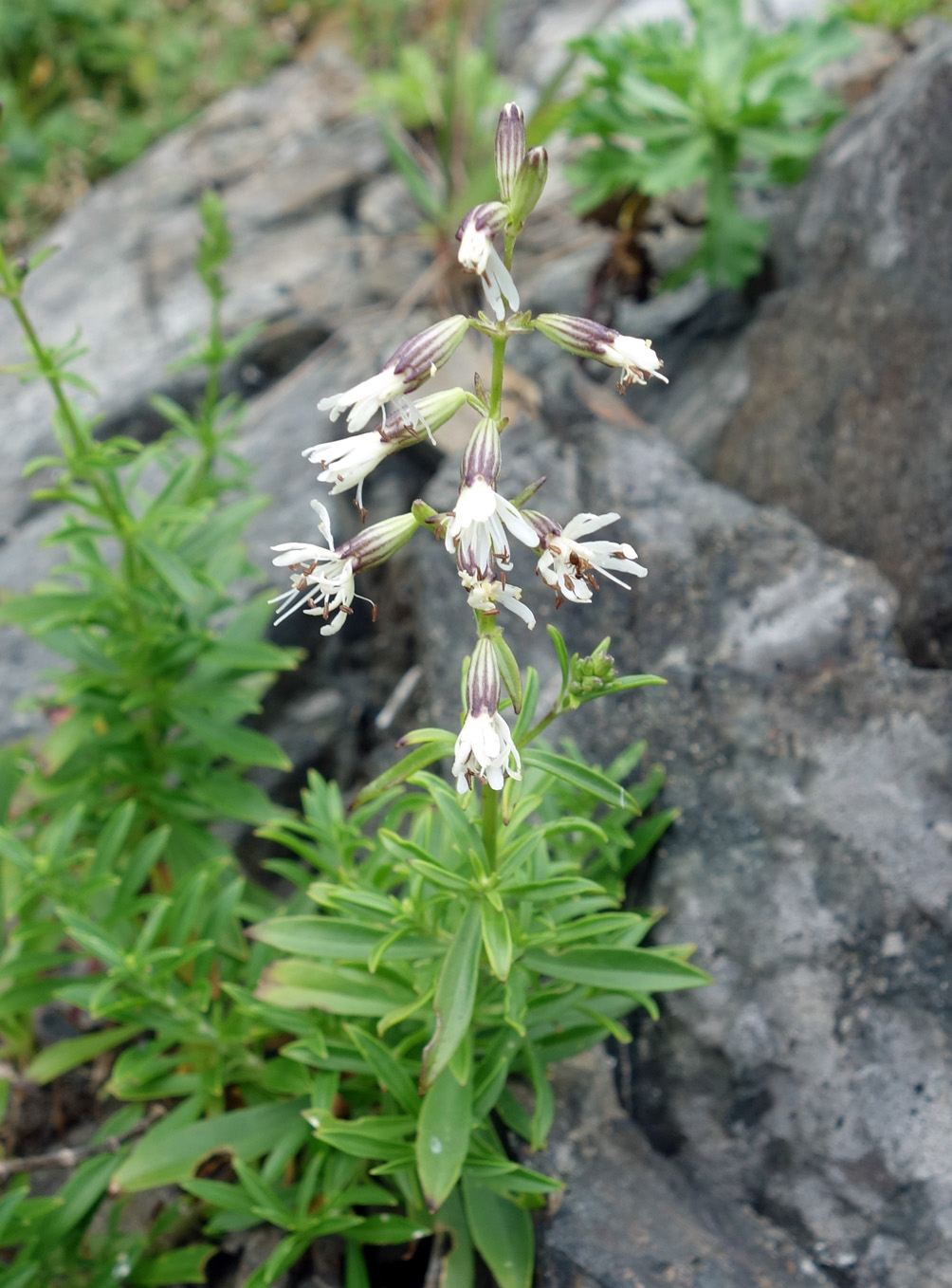 Image of Silene foliosa specimen.