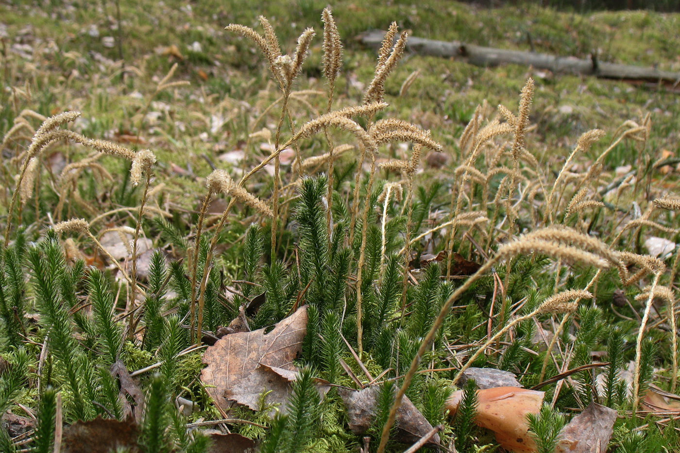 Image of Lycopodium clavatum specimen.