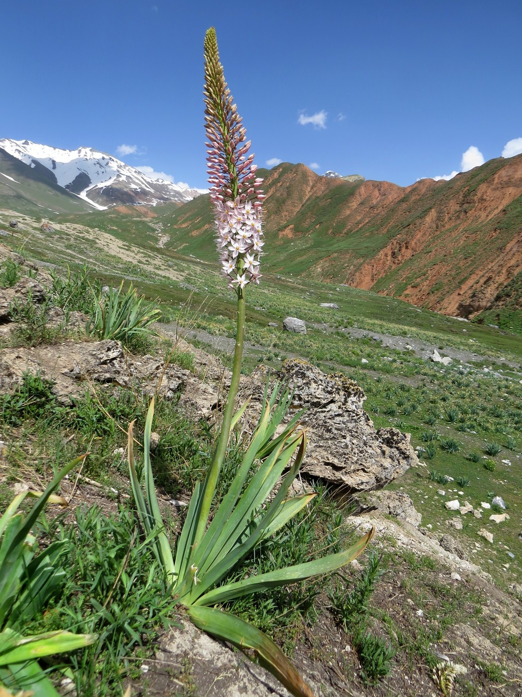 Image of Eremurus robustus specimen.