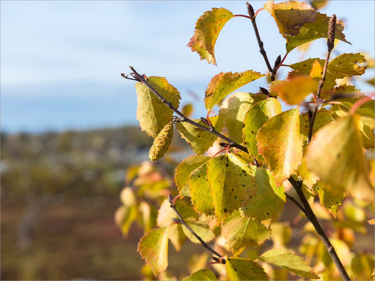 Image of genus Betula specimen.