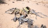 Welwitschia mirabilis