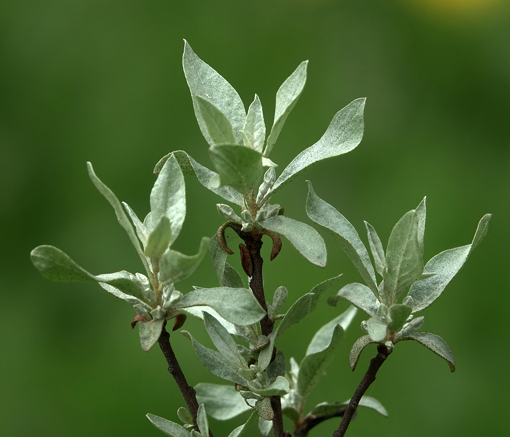 Изображение особи Elaeagnus commutata.