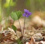 Viola tenuicornis