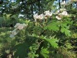 Crataegus ambigua