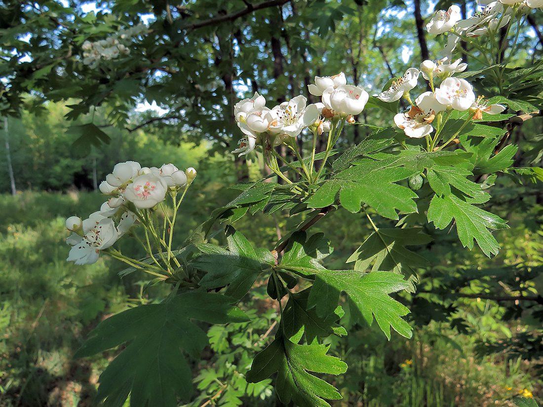 Изображение особи Crataegus ambigua.