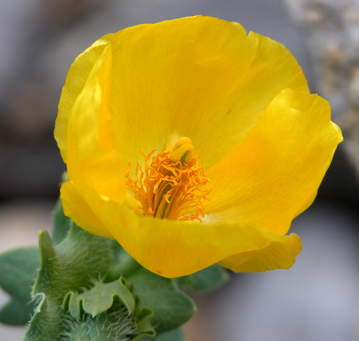 Image of Glaucium flavum specimen.