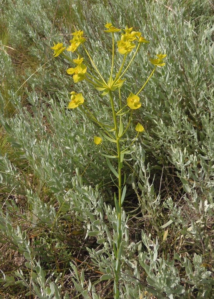 Изображение особи Euphorbia virgata.