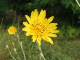 Tragopogon borysthenicus