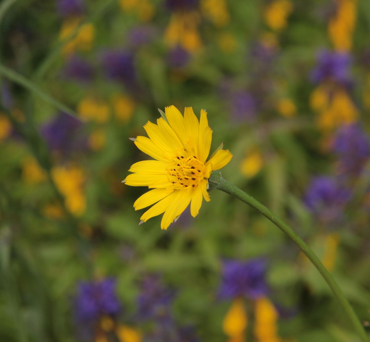 Изображение особи Tragopogon orientalis.