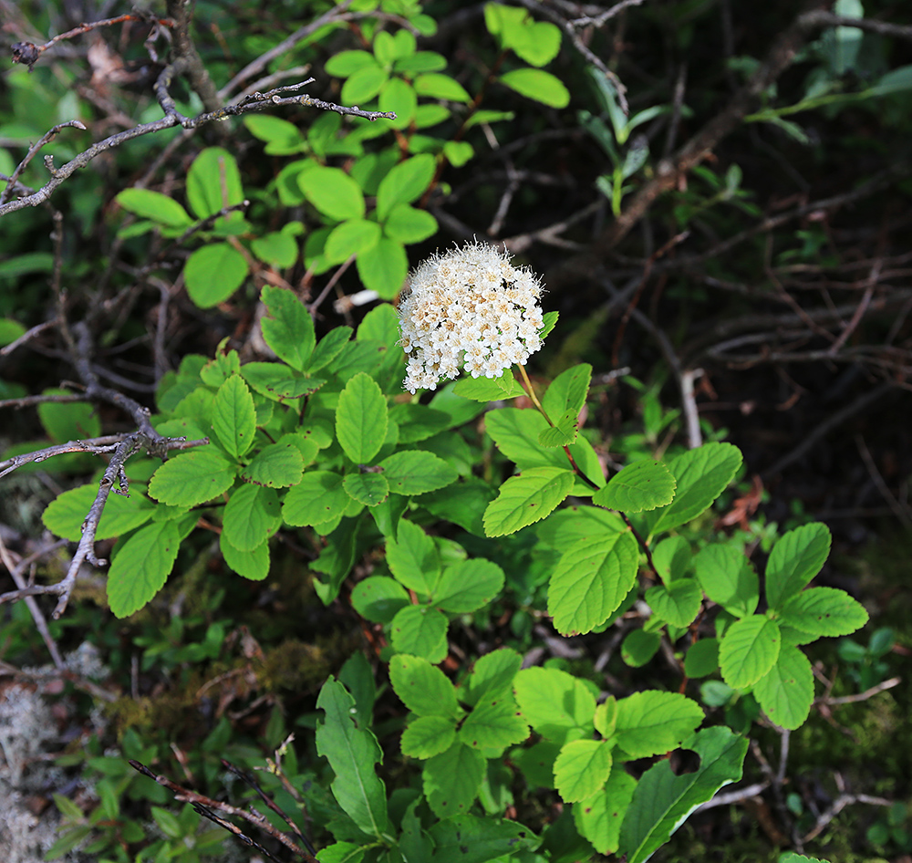 Image of Spiraea betulifolia specimen.