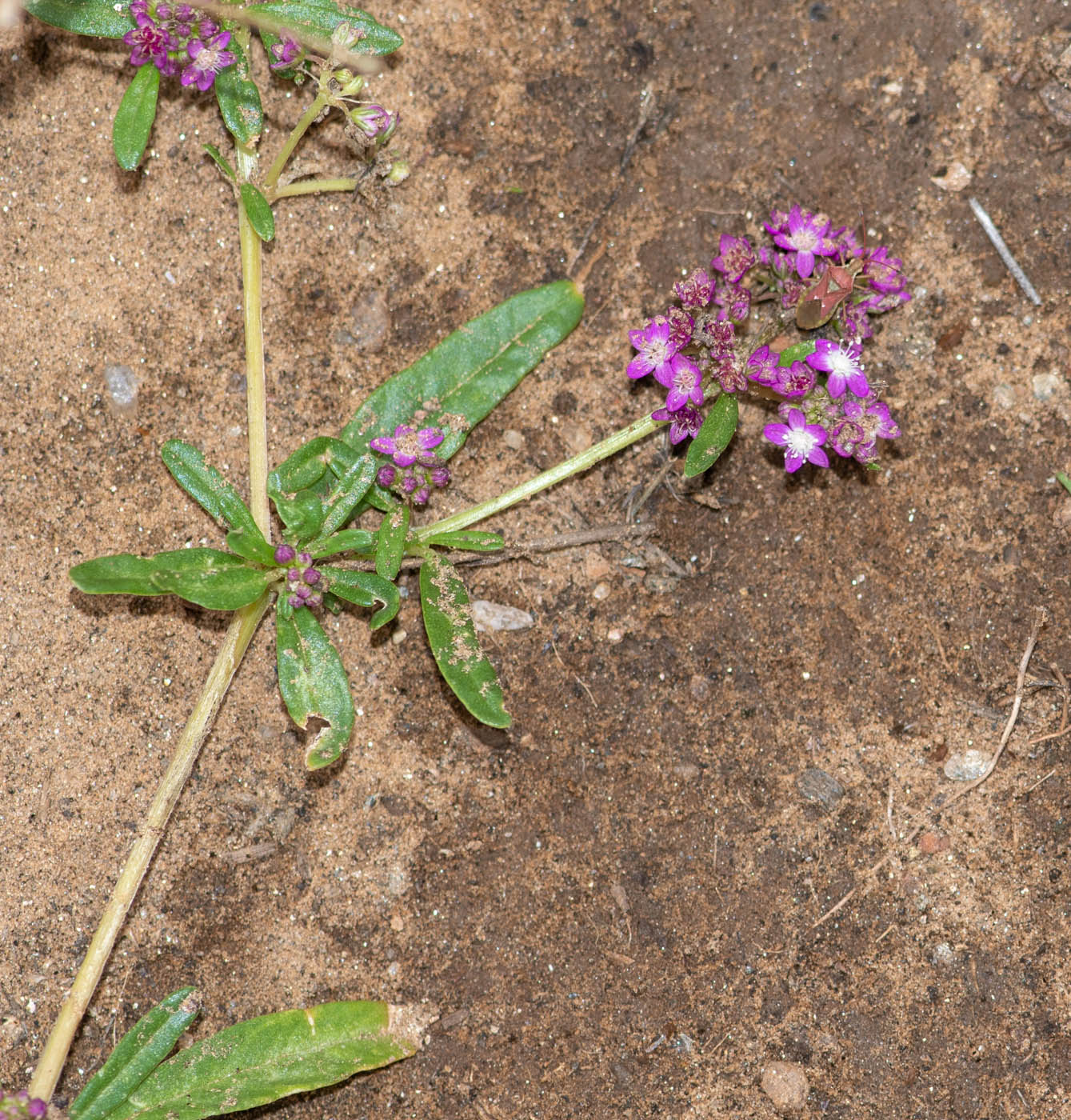 Image of Gisekia africana specimen.