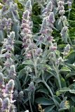 Stachys byzantina