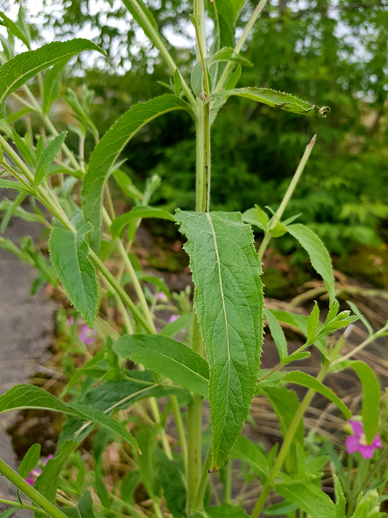 Изображение особи Epilobium hirsutum.