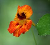 Tropaeolum majus