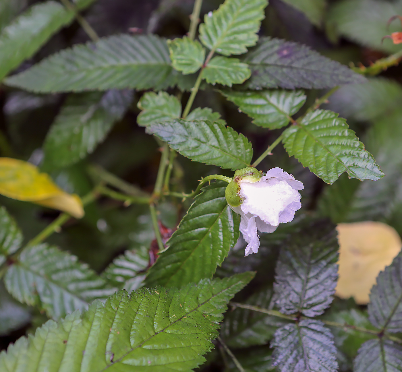 Image of Rubus illecebrosus specimen.