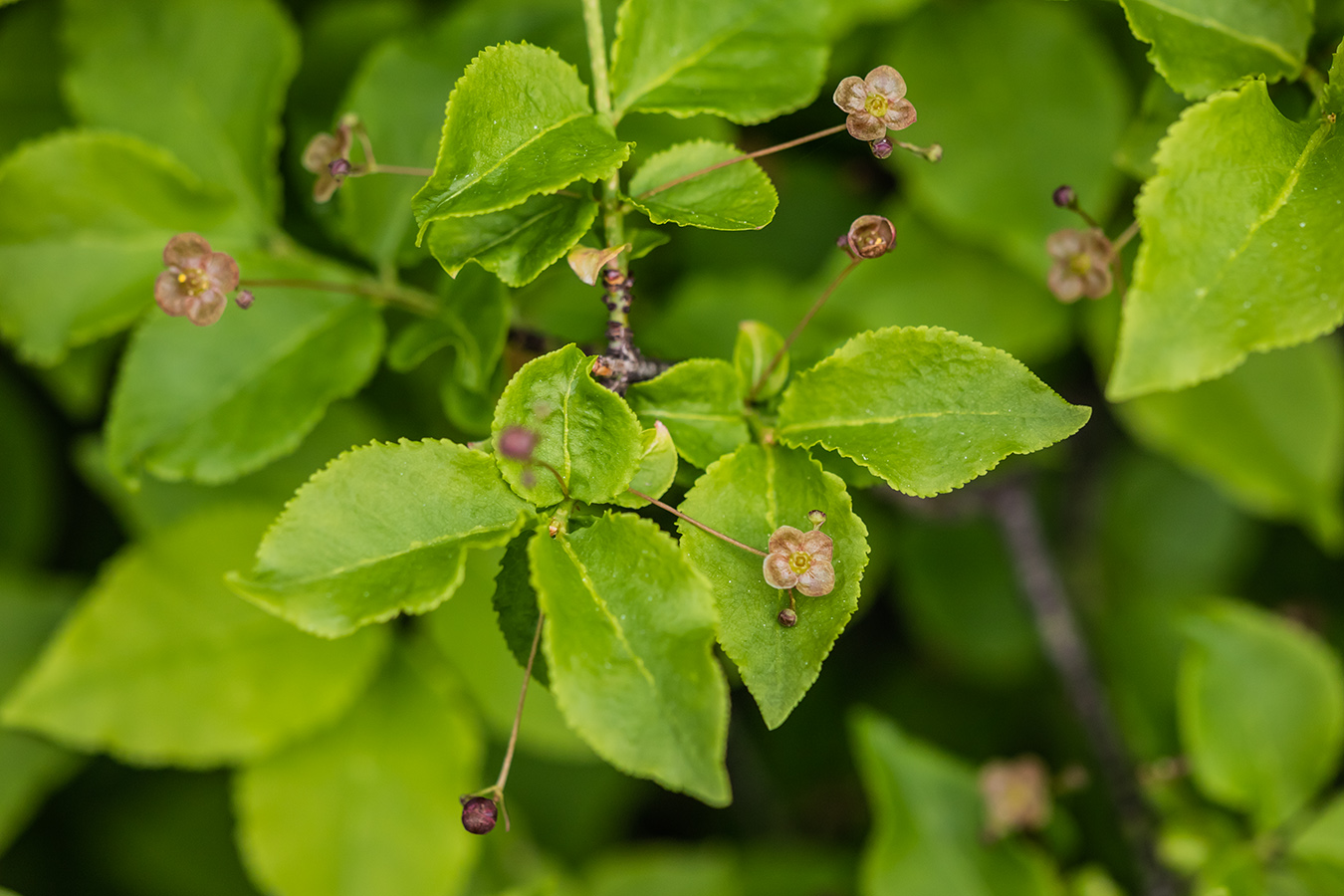 Изображение особи Euonymus verrucosus.