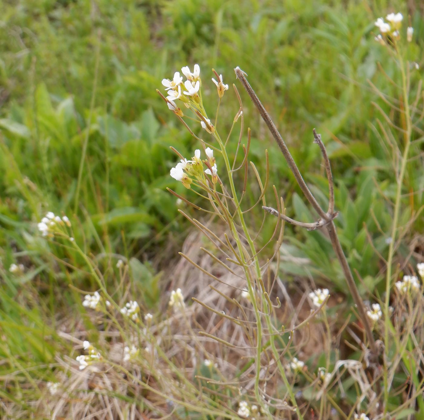 Image of Arabidopsis thaliana specimen.