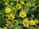 Inula britannica