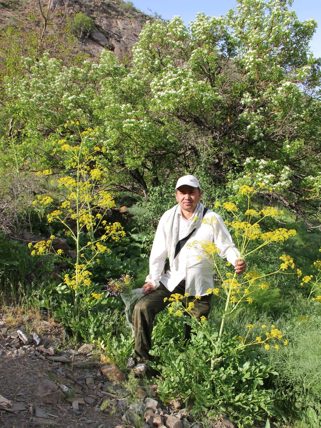 Изображение особи Ferula kokanica.