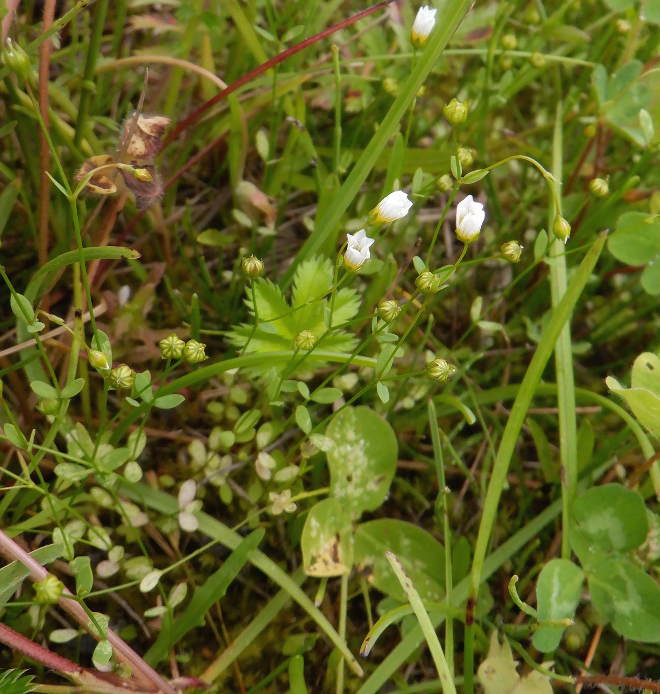 Изображение особи Linum catharticum.