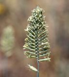 Agropyron pectinatum. Соцветие. Волгоградская обл., Камышинский р-н, Лебяженское сельское поселение, окр. горы Уши, песчаный овраг. 31.05.2019.