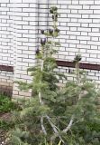 Abies koreana