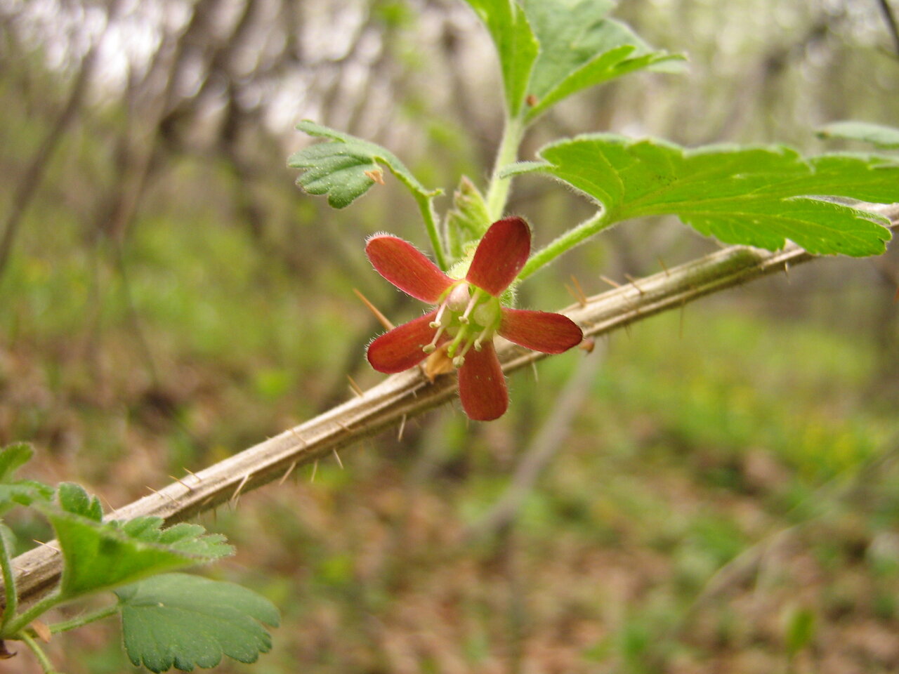 Изображение особи Grossularia uva-crispa.