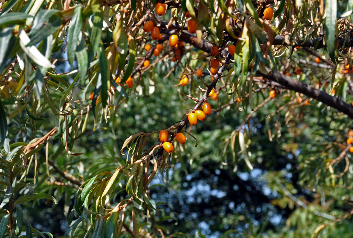 Изображение особи Hippophae rhamnoides.