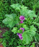 Malva mauritiana