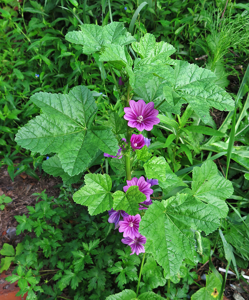 Image of Malva mauritiana specimen.