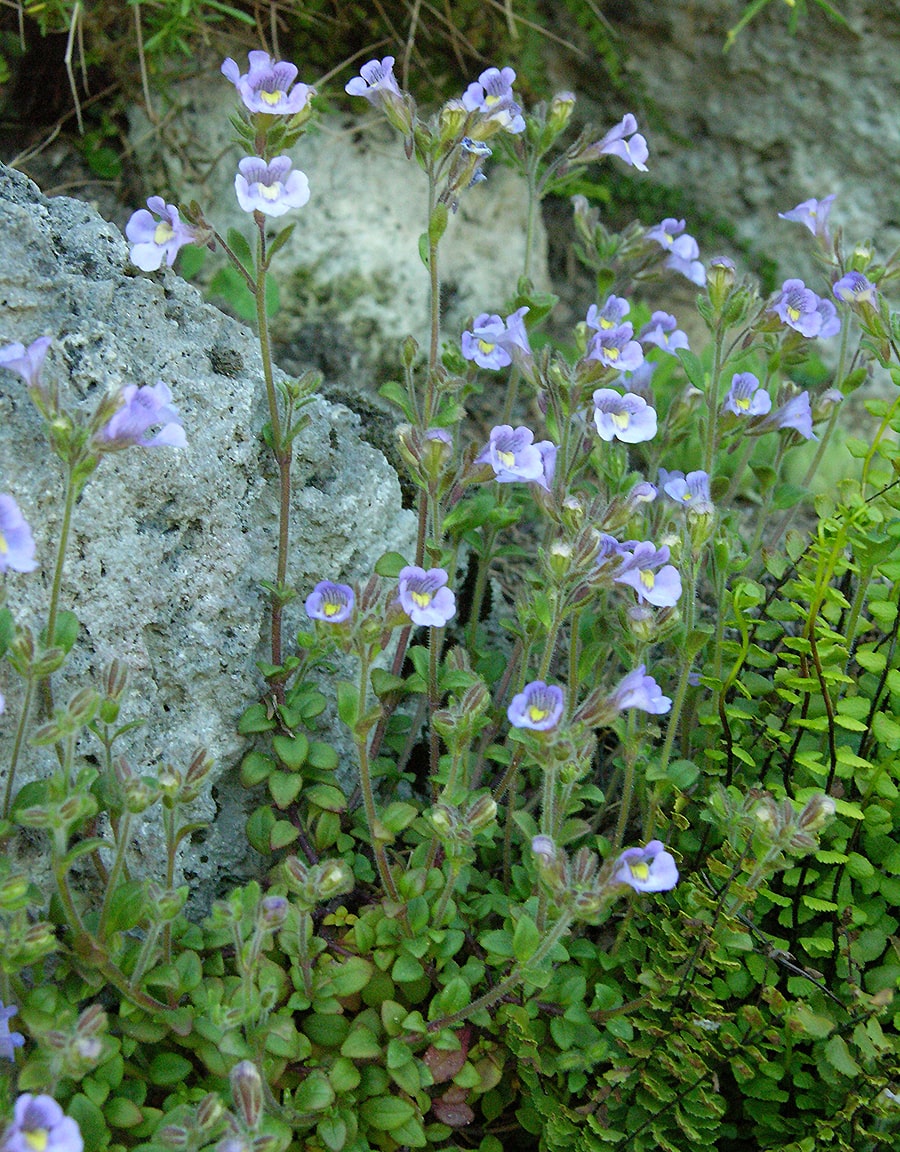 Image of Chaenorhinum origanifolium specimen.