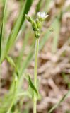 Cerastium holosteoides