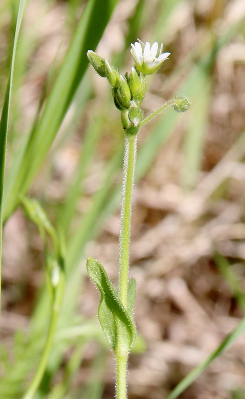 Image of Cerastium holosteoides specimen.