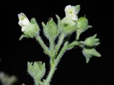 Scrophularia altaica. Соцветие. Восточно-Казахстанская область, левый берег Бухтарминского водохранилища, бухта Аюда. 07.08.2010.