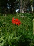 Lychnis fulgens