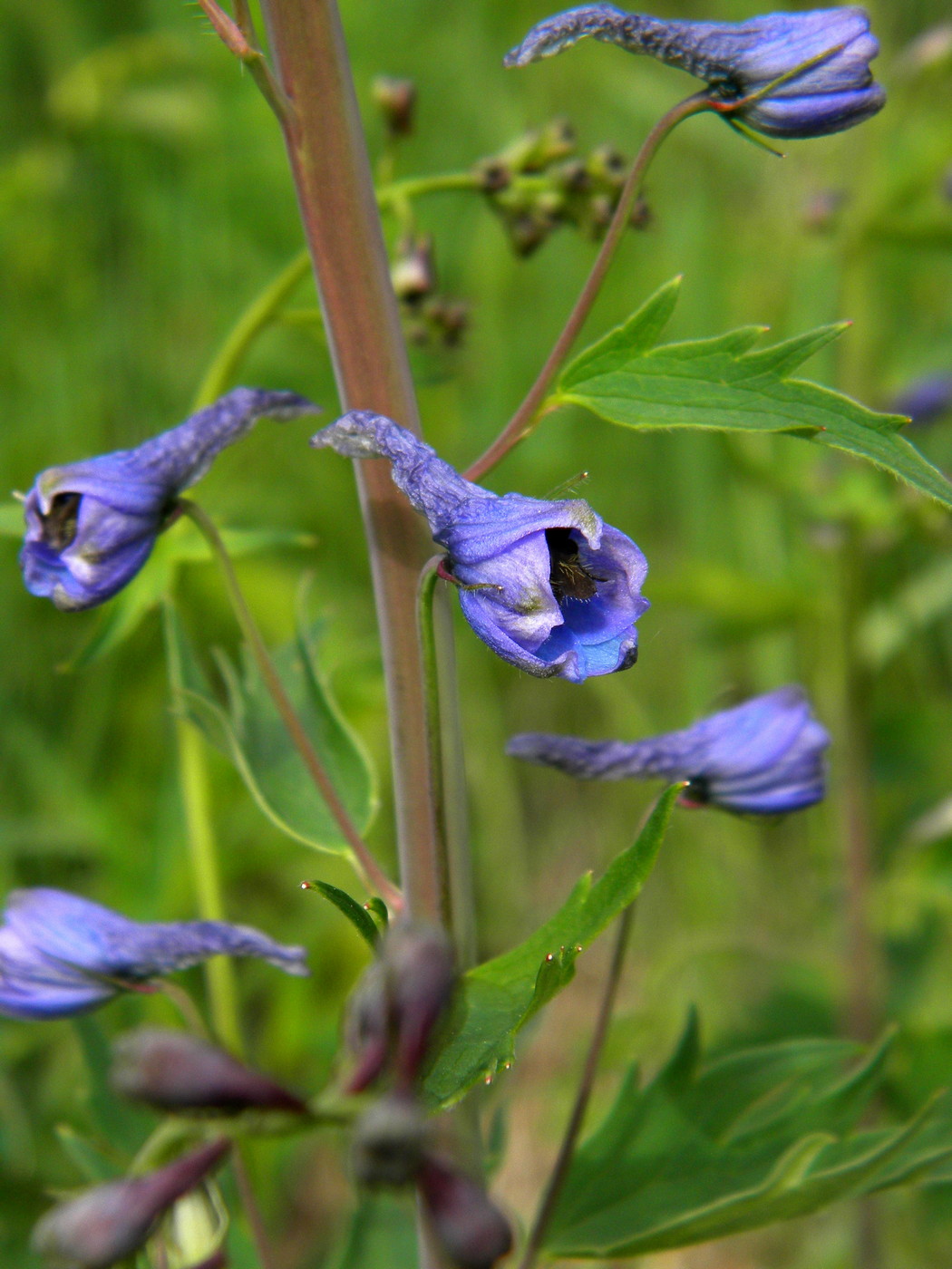 Изображение особи Delphinium elatum.