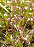 Epilobium palustre