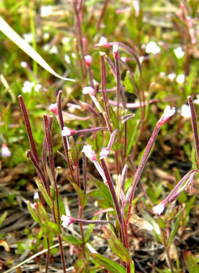 Image of Epilobium palustre specimen.