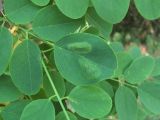 Robinia pseudoacacia