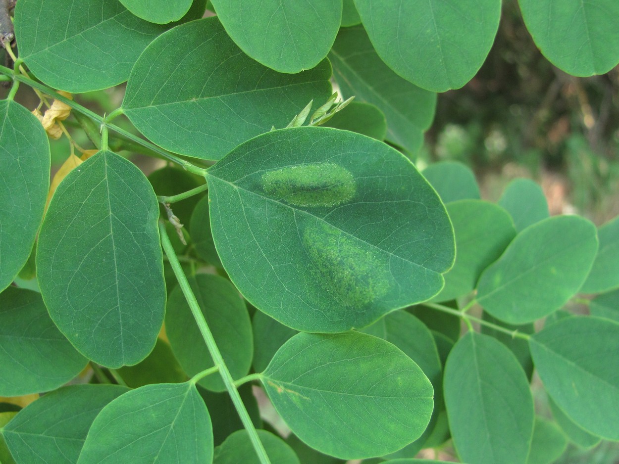 Image of Robinia pseudoacacia specimen.