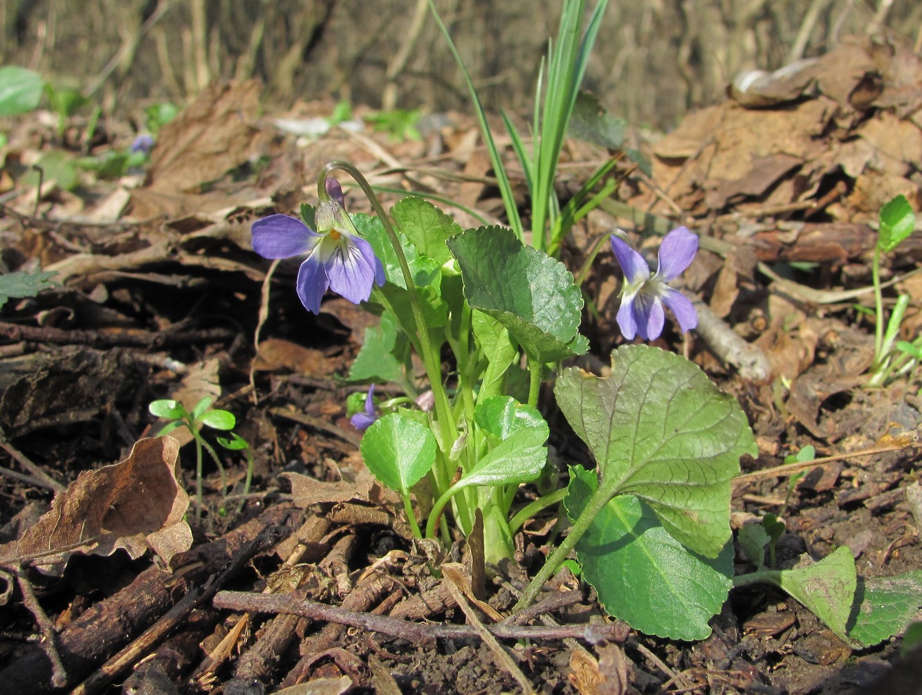 Изображение особи род Viola.