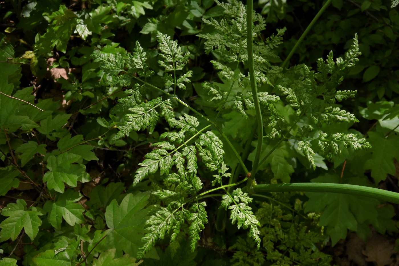 Изображение особи Anthriscus sylvestris.