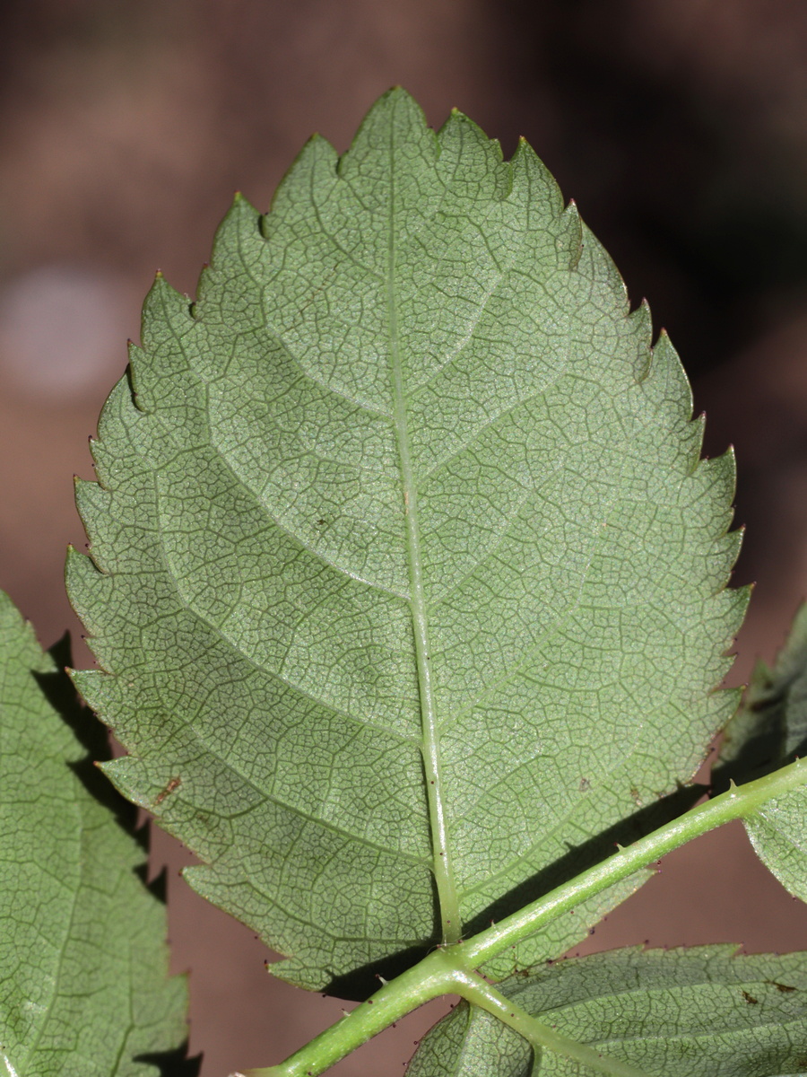 Изображение особи Rosa marginata.