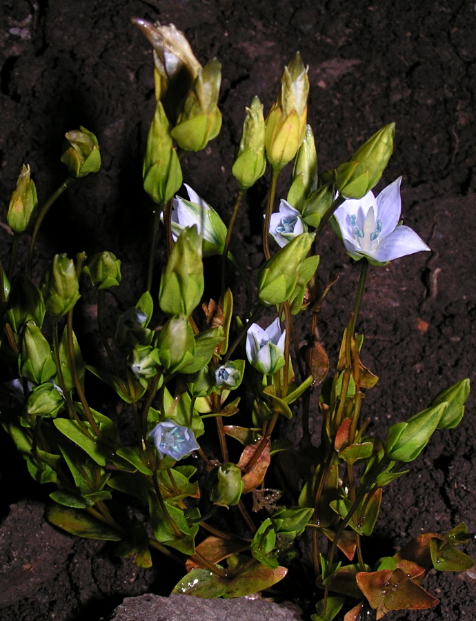 Image of Lomatogonium carinthiacum specimen.