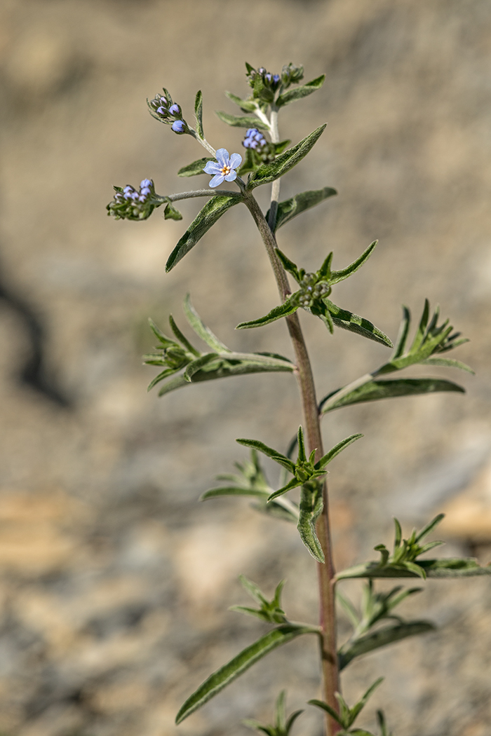 Image of genus Lappula specimen.